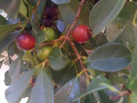 Delicious strawberry guava in a friend s yard in H.jpg